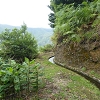 Plants: image 74 Of 117 Thumb